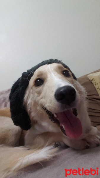 Sokö (Sokak Köpeği), Köpek  Rita fotoğrafı