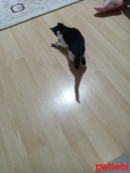 Tekir Kedi, Kedi  Minis fotoğrafı
