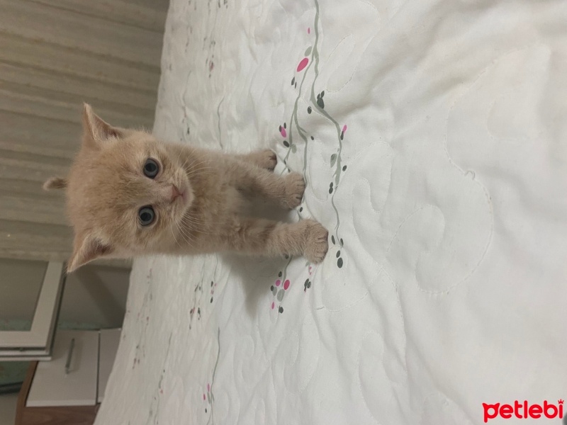 British Shorthair, Kedi  Balım fotoğrafı