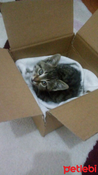 Mavi Rus, Kedi  tospik fotoğrafı