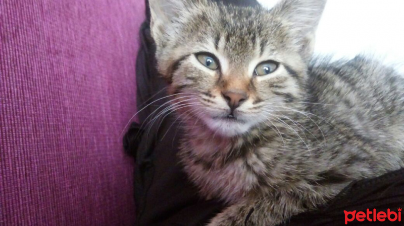 Mavi Rus, Kedi  tospik fotoğrafı