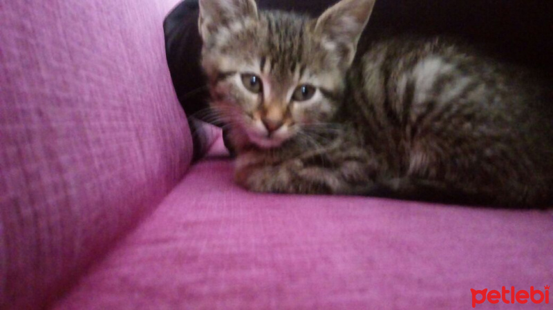 Mavi Rus, Kedi  tospik fotoğrafı