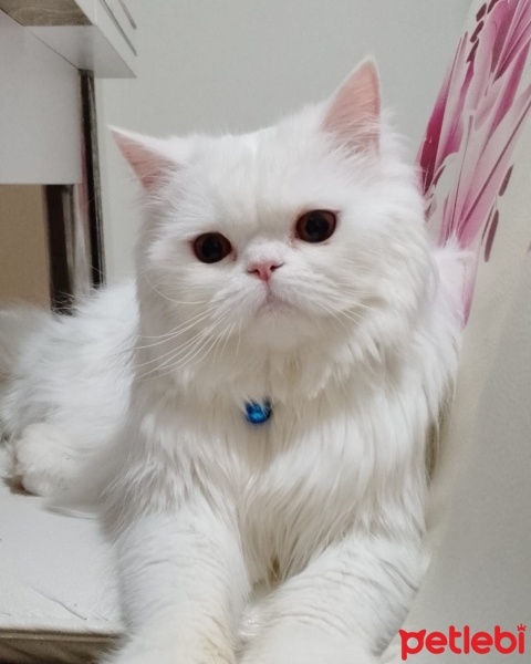 İran Kedisi (Persian), Kedi  Bulut fotoğrafı