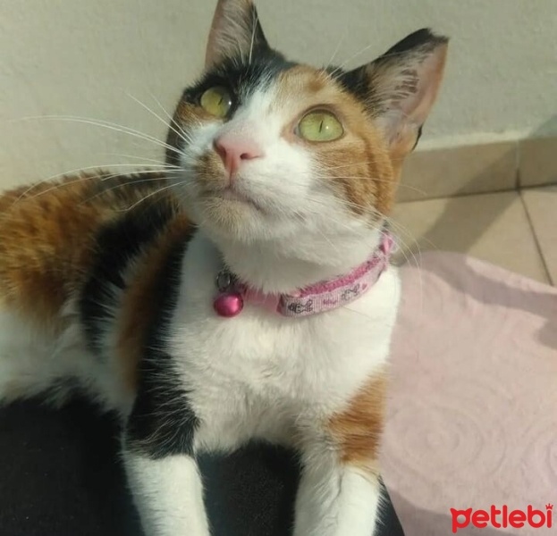 Tekir Kedi, Kedi  Balık fotoğrafı