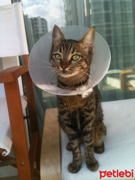 Tekir Kedi, Kedi  Piti fotoğrafı