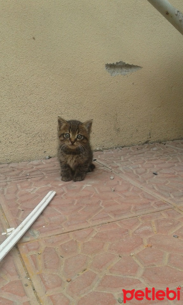 Tekir Kedi, Kedi  Piti fotoğrafı