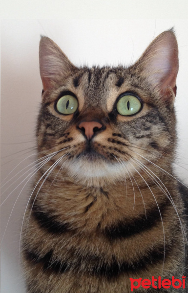 Tekir Kedi, Kedi  Piti fotoğrafı