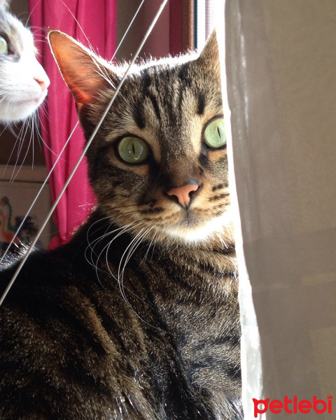 Tekir Kedi, Kedi  Piti fotoğrafı
