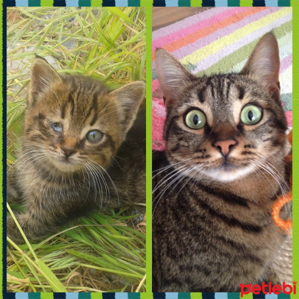 Tekir Kedi, Kedi  Piti fotoğrafı