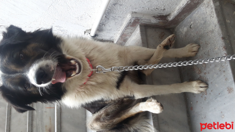 Border Collie, Köpek  Patron fotoğrafı