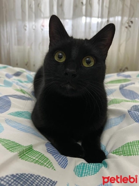 Bombay, Kedi  Gece fotoğrafı