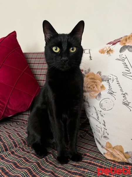 Bombay, Kedi  Gece fotoğrafı
