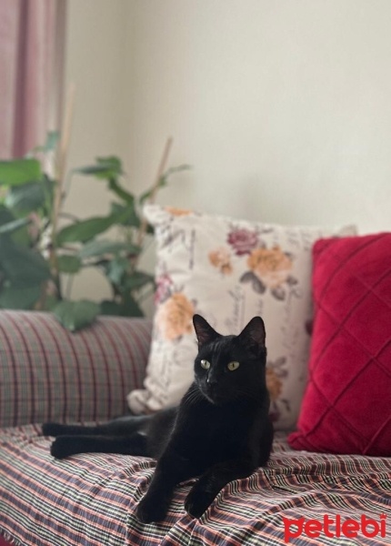 Bombay, Kedi  Gece fotoğrafı
