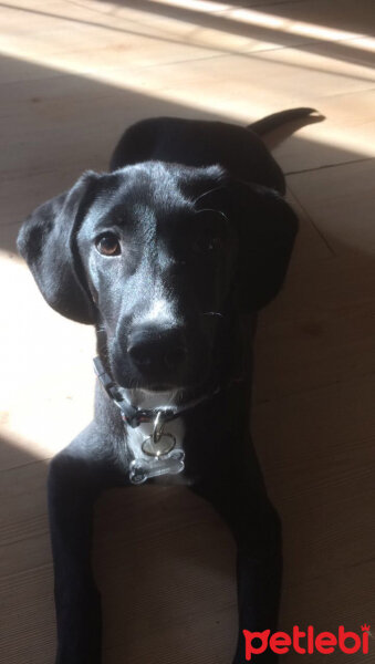 Pointer, Köpek  Luna fotoğrafı