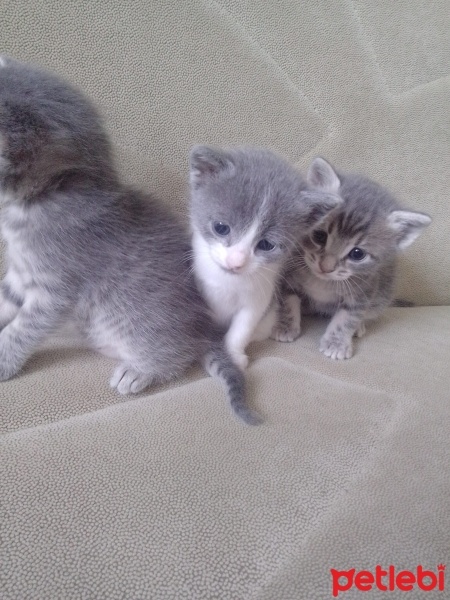 Tekir Kedi, Kedi  Şila fotoğrafı