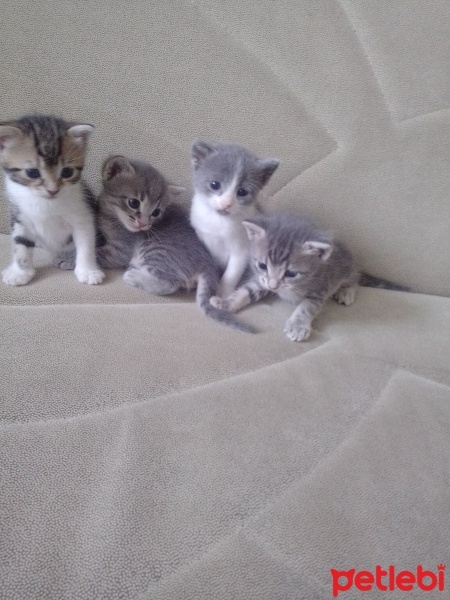 Tekir Kedi, Kedi  Şila fotoğrafı