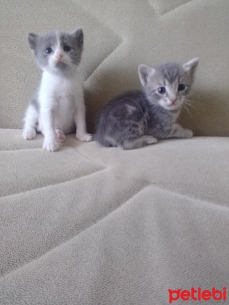 Tekir Kedi, Kedi  Şila fotoğrafı