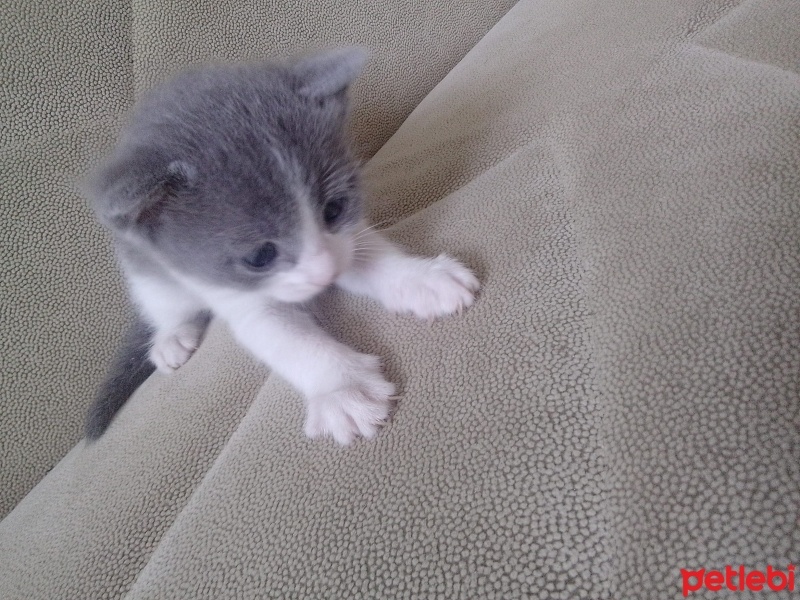Tekir Kedi, Kedi  Şila fotoğrafı