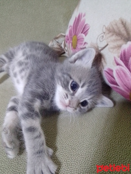 Tekir Kedi, Kedi  Şila fotoğrafı