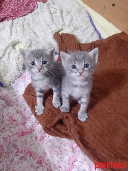 Tekir Kedi, Kedi  Şila fotoğrafı