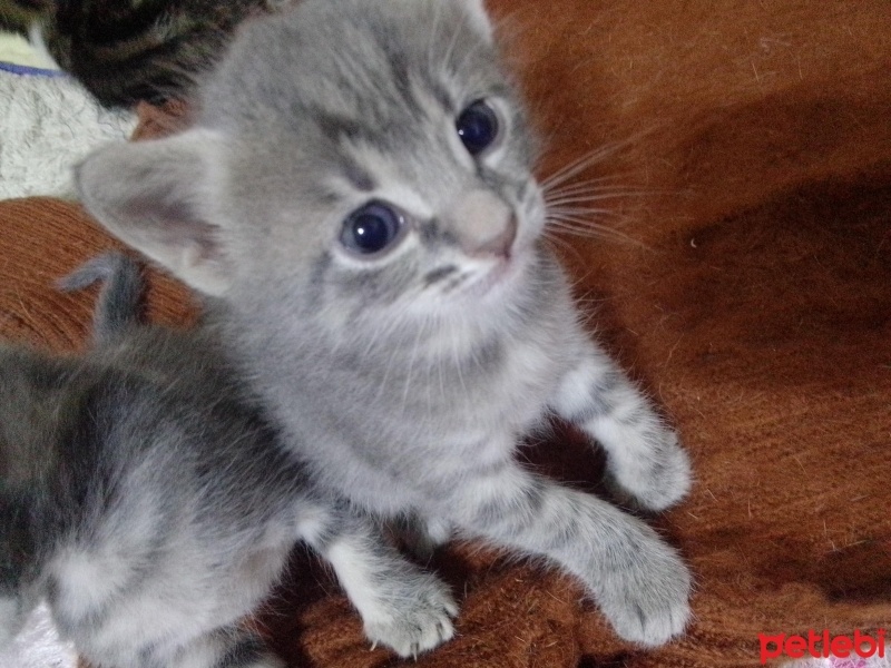 Tekir Kedi, Kedi  Şila fotoğrafı