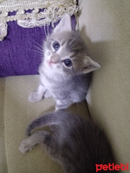Tekir Kedi, Kedi  Şila fotoğrafı