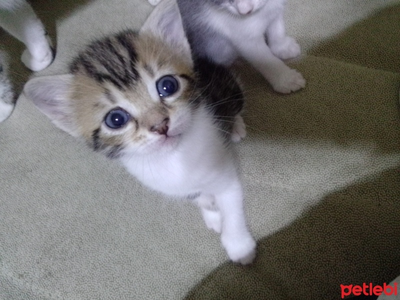 Tekir Kedi, Kedi  Şila fotoğrafı