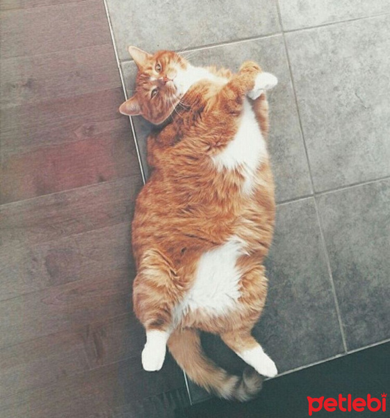Tekir Kedi, Kedi  Misha fotoğrafı
