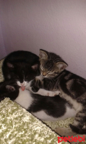 Tuxedo (Smokin) Kedi, Kedi  Boğaz güzelleri fotoğrafı