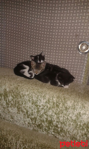 Tuxedo (Smokin) Kedi, Kedi  Boğaz güzelleri fotoğrafı
