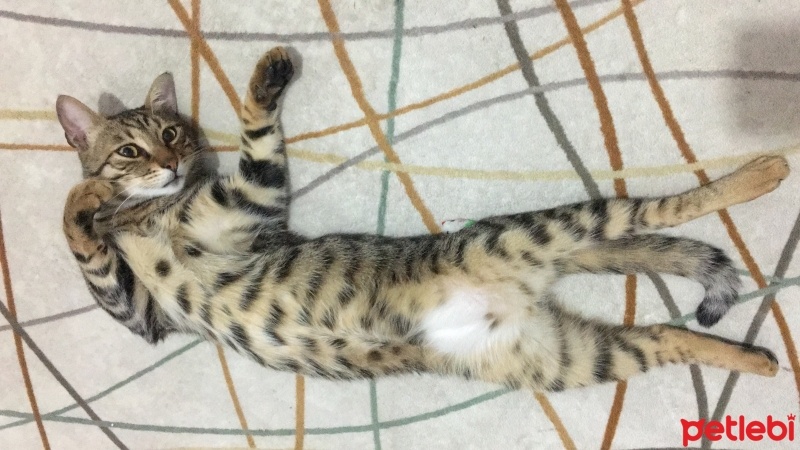 Tekir Kedi, Kedi  Pati fotoğrafı