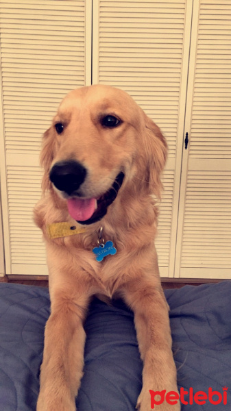 Golden Retriever, Köpek  Astron fotoğrafı