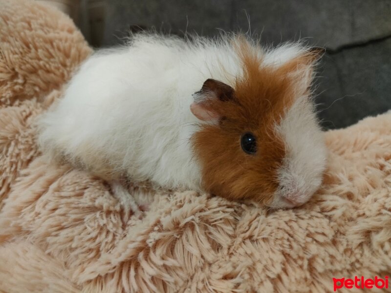 Guinea Pig, Kemirgen  Ginepig fotoğrafı