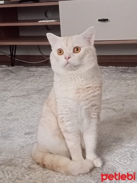 British Shorthair, Kedi  Karamel fotoğrafı