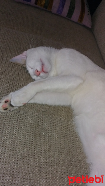 Tekir Kedi, Kedi  Shiva fotoğrafı