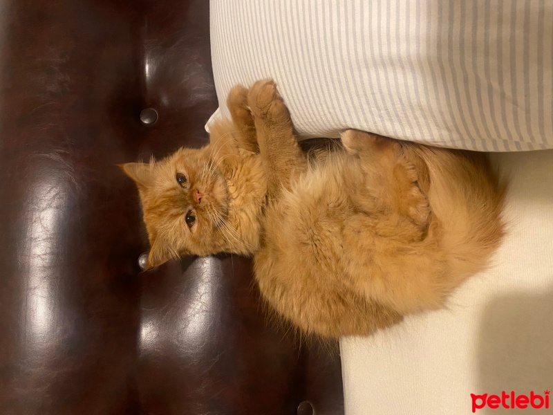 İran Kedisi (Persian), Kedi  venüs fotoğrafı