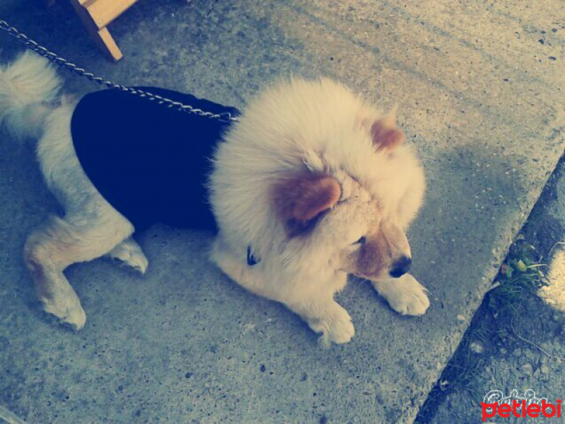 Chow Chow (çin Aslanı), Köpek  Gnar fotoğrafı