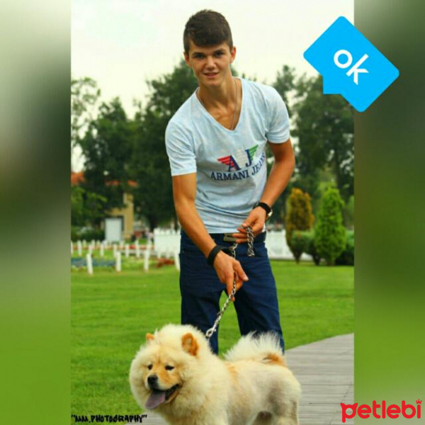 Chow Chow (çin Aslanı), Köpek  Gnar fotoğrafı