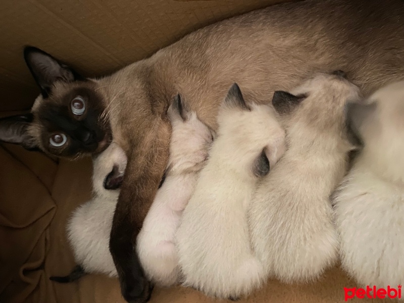 Siyam Kedisi, Kedi  Sütlü fotoğrafı