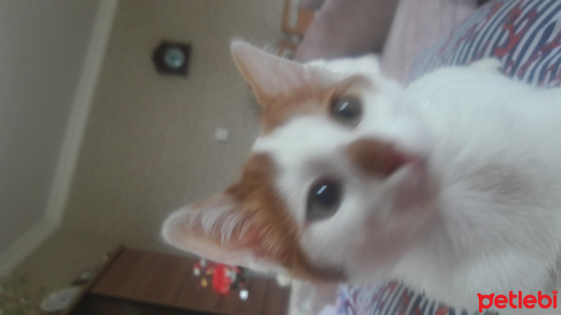 Tekir Kedi, Kedi  Minnoş  fotoğrafı