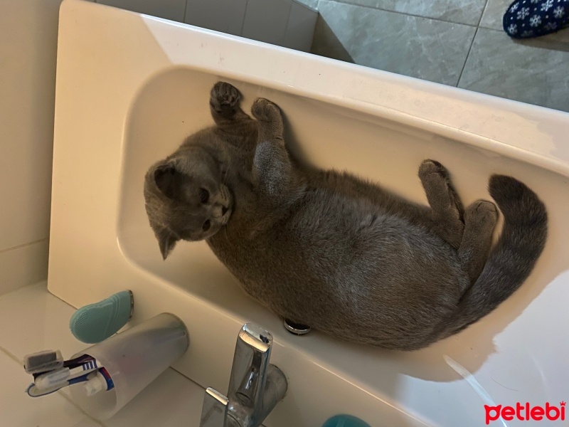 British Shorthair, Kedi  Şiva fotoğrafı
