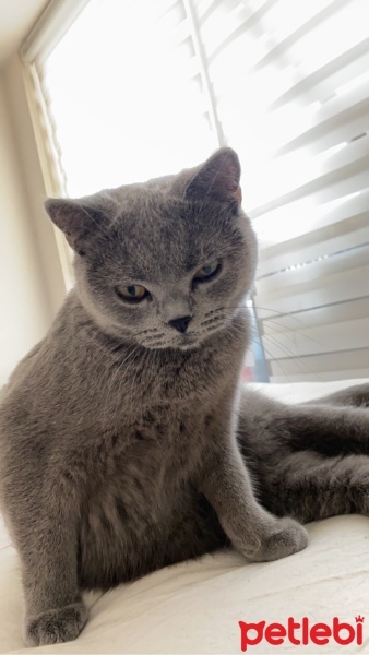 British Shorthair, Kedi  Şiva fotoğrafı