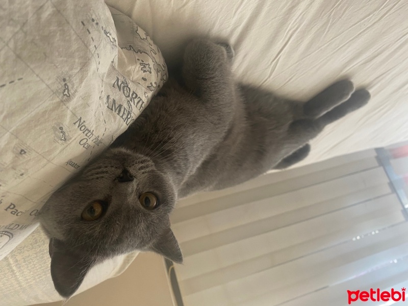 British Shorthair, Kedi  Şiva fotoğrafı