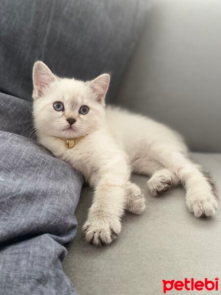 British Shorthair, Kedi  Pera fotoğrafı