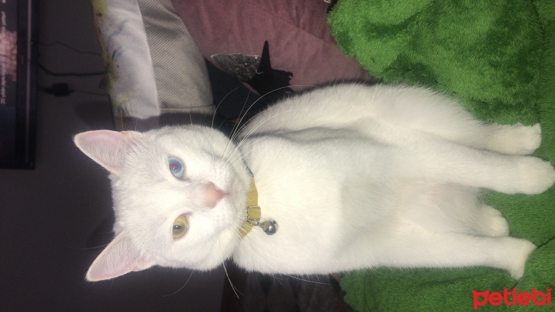 Van Kedisi, Kedi  Pamuk fotoğrafı