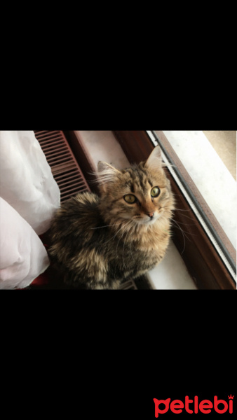 Norwegian Forest, Kedi  DAİSY fotoğrafı