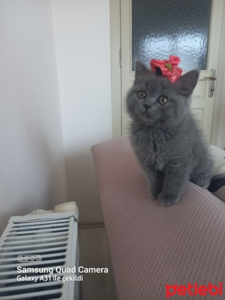 British Shorthair, Kedi  Minnoş fotoğrafı
