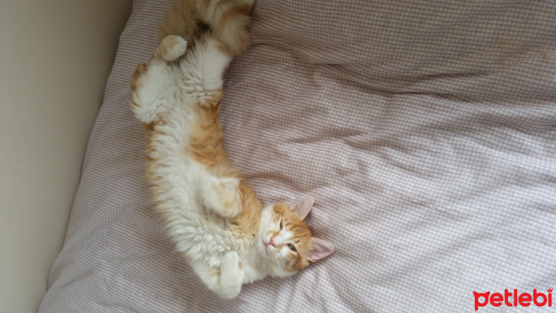Tekir Kedi, Kedi  Şans fotoğrafı