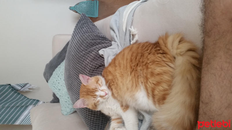 Tekir Kedi, Kedi  Şans fotoğrafı