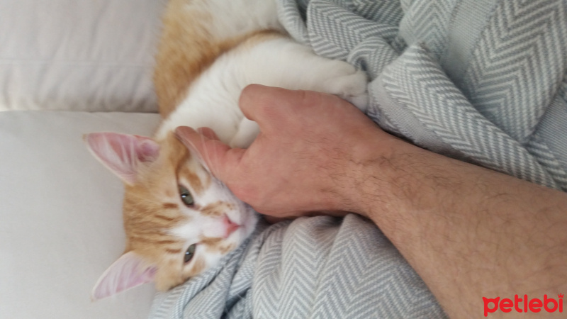 Tekir Kedi, Kedi  Şans fotoğrafı